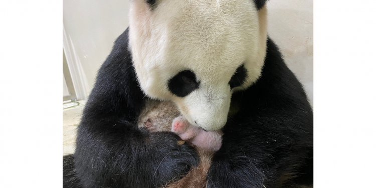 Is Breeding Giant Pandas Enough to save the species? _WRS | TheHomeGround Asia