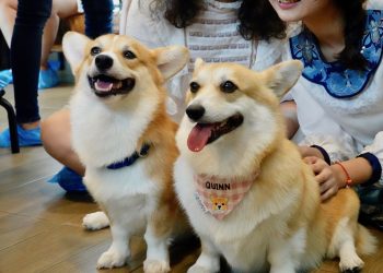 Squeal Your Heart Out at These Dog Cafés in Bangkok, Thailand