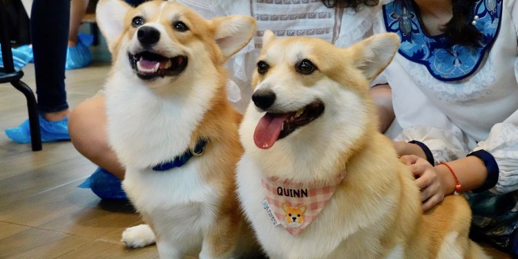 1597724281347_travel_thailand-dog-cafes_featured.jpg | TheHomeGround Asia Squeal Your Heart Out at These Dog Cafés in Bangkok, Thailand