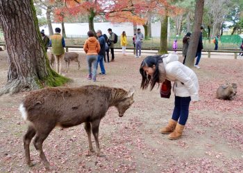 5 Places in Japan with Free-Roaming Wildlife
