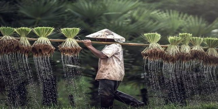 How COVID-19 is Inflaming the Global Hunger Crisis