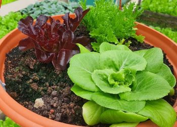 New Gardening Plots Available in NParks Initiative; Applications Open