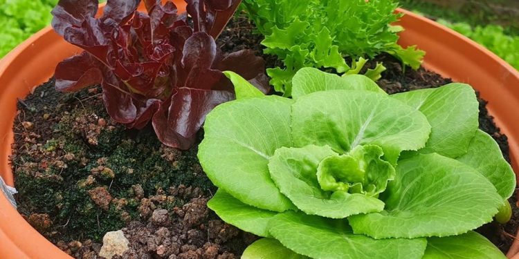 New Gardening Plots Available in NParks Initiative; Applications Open