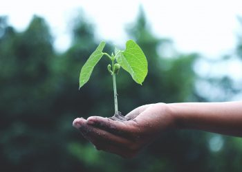 NParks to Distribute 60,000 Seed Packets for Gardening with Edibles Initiative