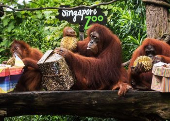 Inequalities in the Animal Kingdom and its Implications for Conservation