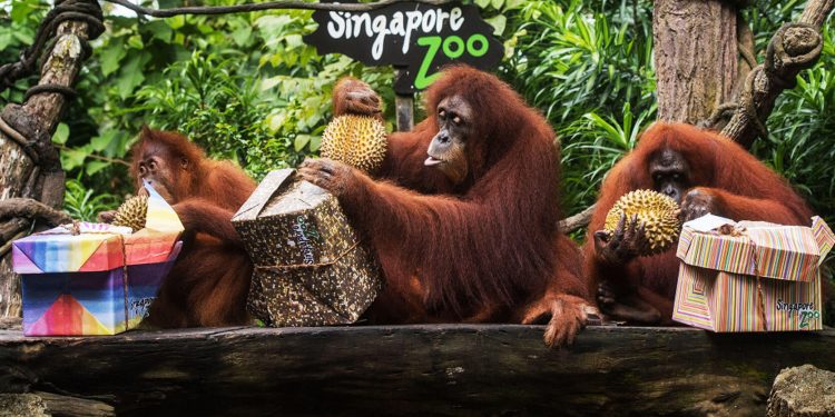 Inequalities in the Animal Kingdom and its Implications for Conservation