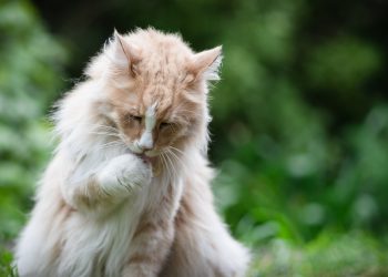 Meet the Superstar Animals of New Zealand!