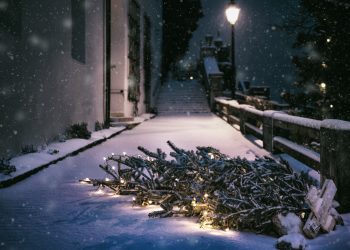 Is Your Christmas Tree Green?