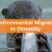 Lovable Lutrines: Curated Nature and Environmental Migrants in Ottercity