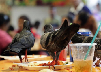 COVID-19 Updates: Opening of Campsites and BBQ Pits, Less Pigeons at Food Centres