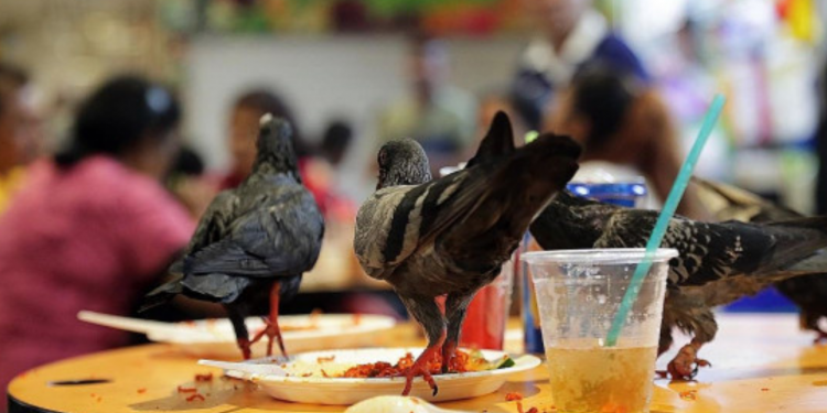 COVID-19 Updates: Opening of Campsites and BBQ Pits, Less Pigeons at Food Centres