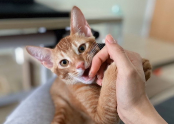 “All Cats Deserve A Home and Lots of Love” — Two Cat Fosterers Share Their Stories