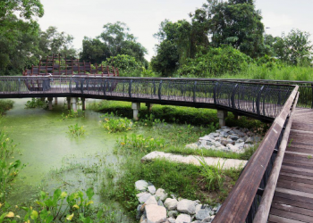 Managed vs Wild Nature: Finding a Balance in Land-Scarce Singapore