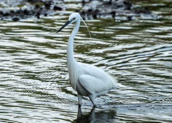 Birds, Spiders and Reptiles: A Sungei Buloh Adventure