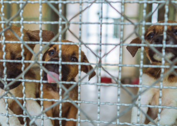 The Harsh Truth: Puppy Mills Still Exist in Singapore and We Let Them
