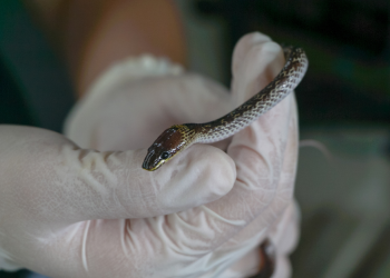 Man versus wild: How do animals fare in the human-wildlife conflict?