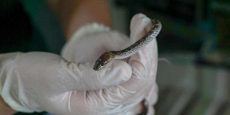 Man versus wild: How do animals fare in the human-wildlife conflict?