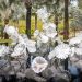 1620961627587_Dale-Chihuly-Ethereal-White-Persians-C2A9-Chihuly-Studio.-All-Rights-Reserved_1280x626.jpg | TheHomeGround Asia 4 exciting things to do on 15 & 16 May 2021