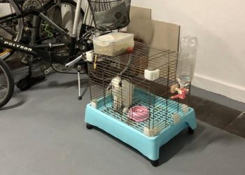 Onus on all to end the neglect and abandonment of small animals