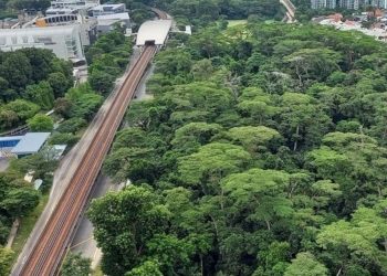 Green groups and citizens share their thoughts on the Dover forest verdict