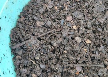 Composting: Why are we not doing it?