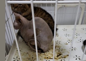 Why do my pet diets cost so high?