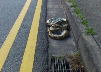 Image crisis: Why some wild animals simply can’t catch a break