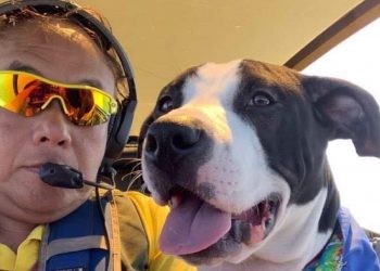 Former RSAF pilot David Tan flies rescue dogs, cats, and a pot-bellied pig