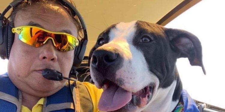 When the dogs ride co-pilot with David Tan | TheHomeGround Asia Former RSAF pilot David Tan flies rescue dogs, cats, and a pot-bellied pig