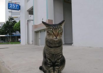 Cat ban