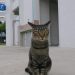 HDB Cat Ban_Asia Times_Nile Bowie | TheHomeGround Asia Cat ban
