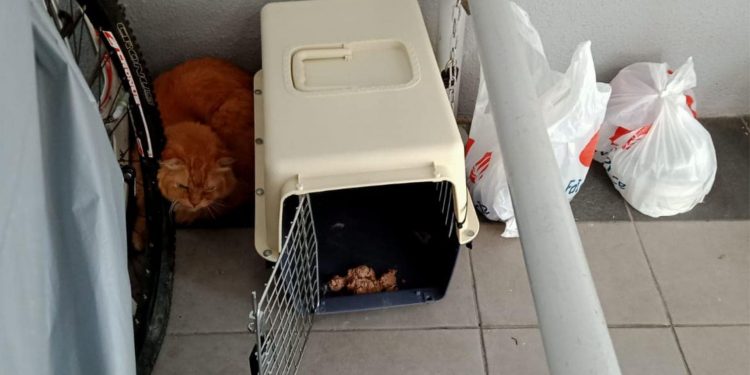 Abandoned pets: Thrown out like trash by their pandemic owners
