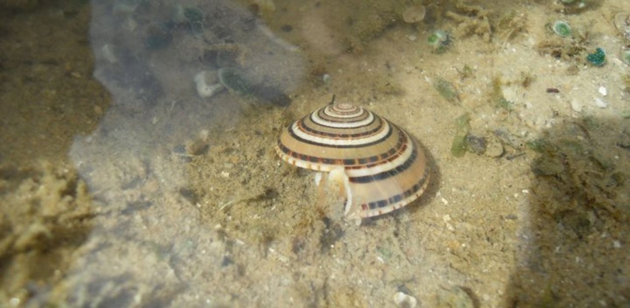ICW Biogirl MJ's first intertidal animal, a sundial snail, at St John's Island, 2011
