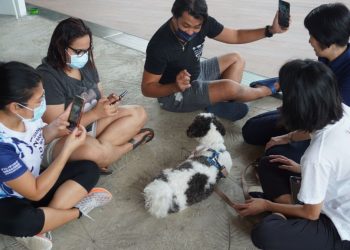 The healing power of animal-assisted therapy: When the dogtors make house calls