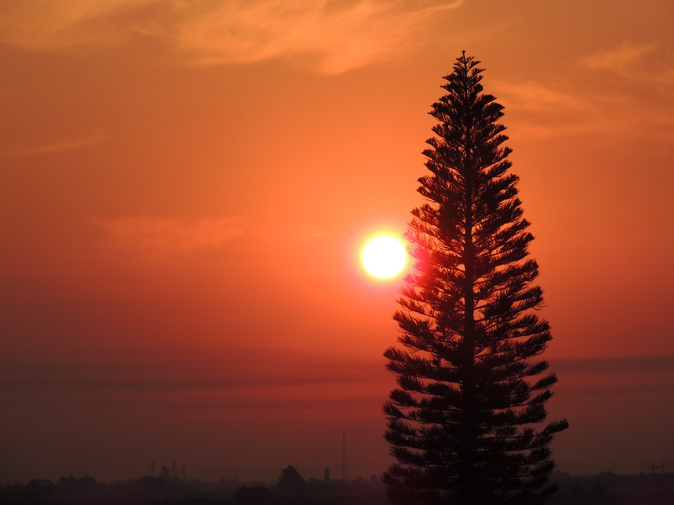 tree1 | TheHomeGround Asia
